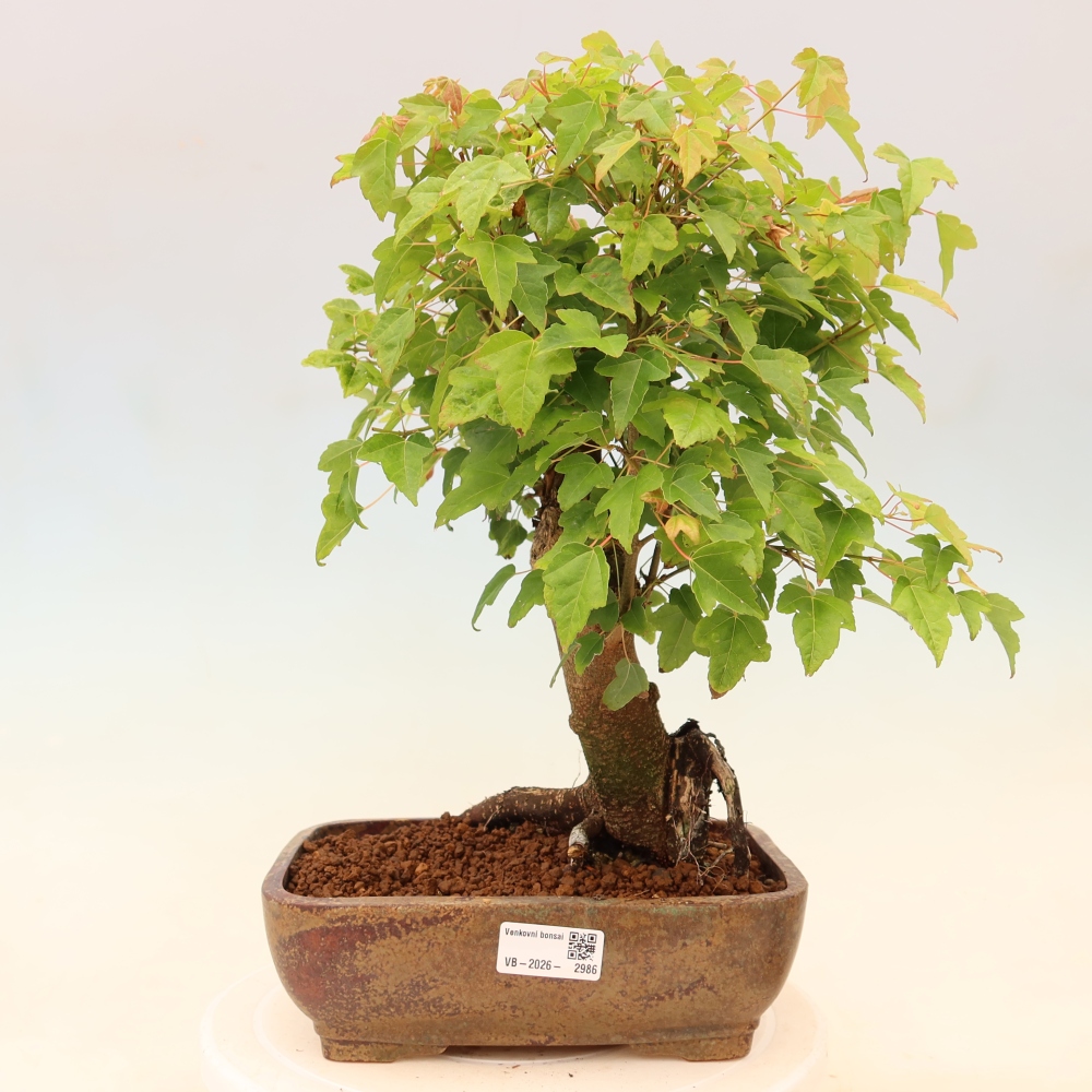 Bonsaï d'extérieur - Maple Burger - Acer Burgerianum