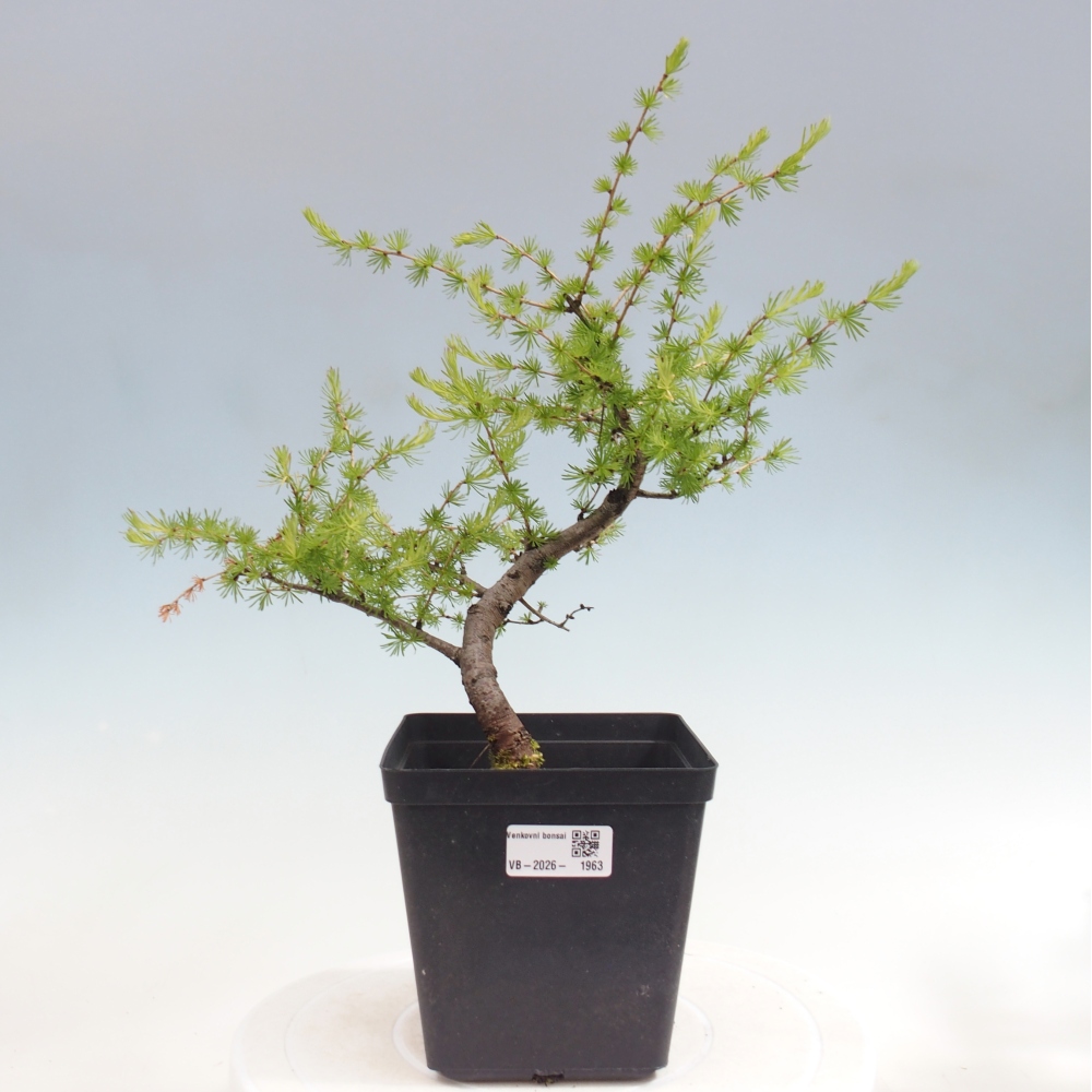 Bonsaï d'extérieur -Larix decidua - Mélèze