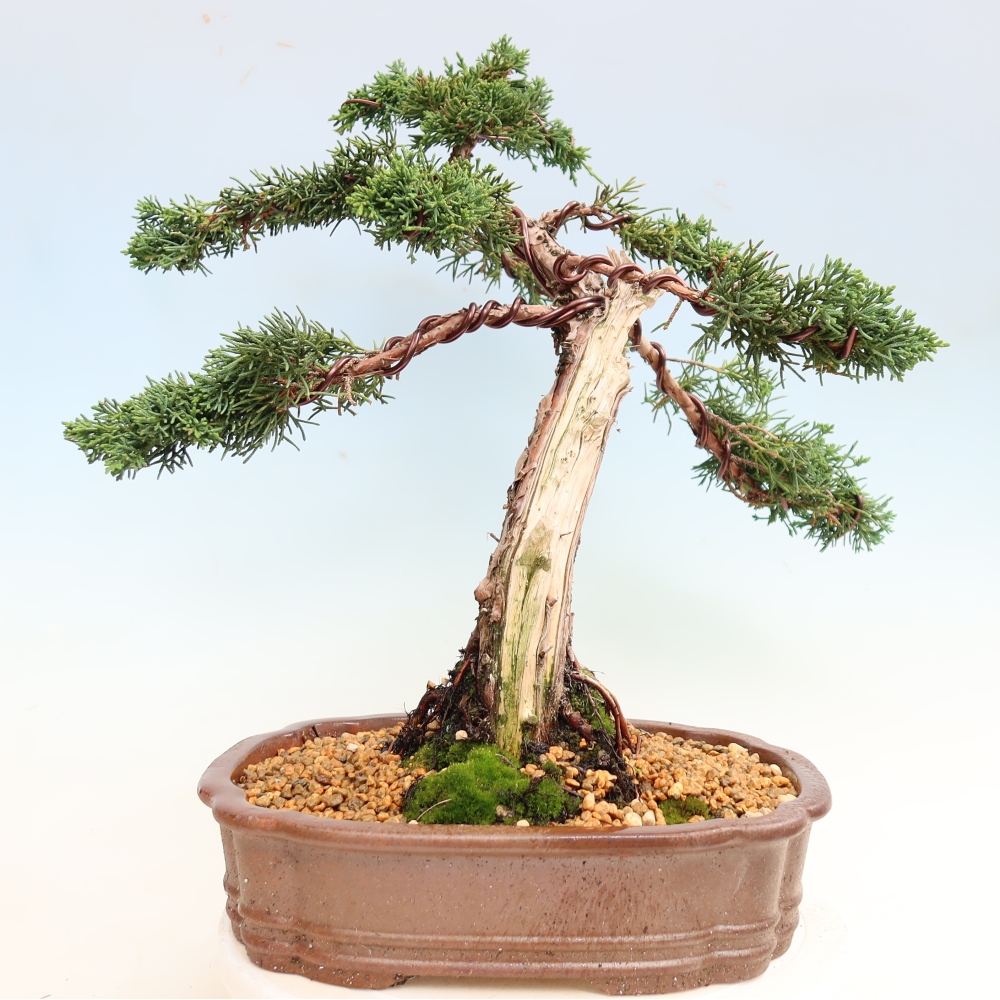 Bonsaï d'extérieur - Juniperus chinensis Kishu