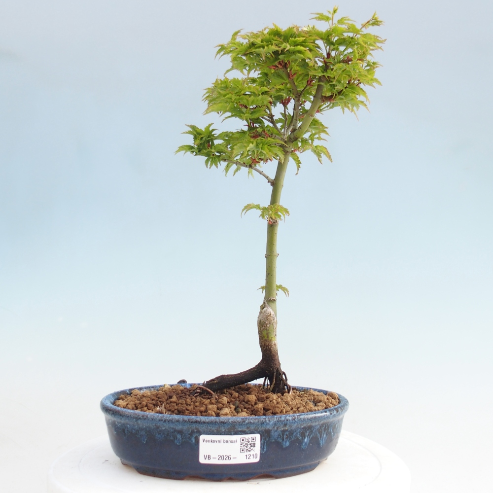 Bonsaï d'extérieur -Javor palm Acer palmatum Shishigashira