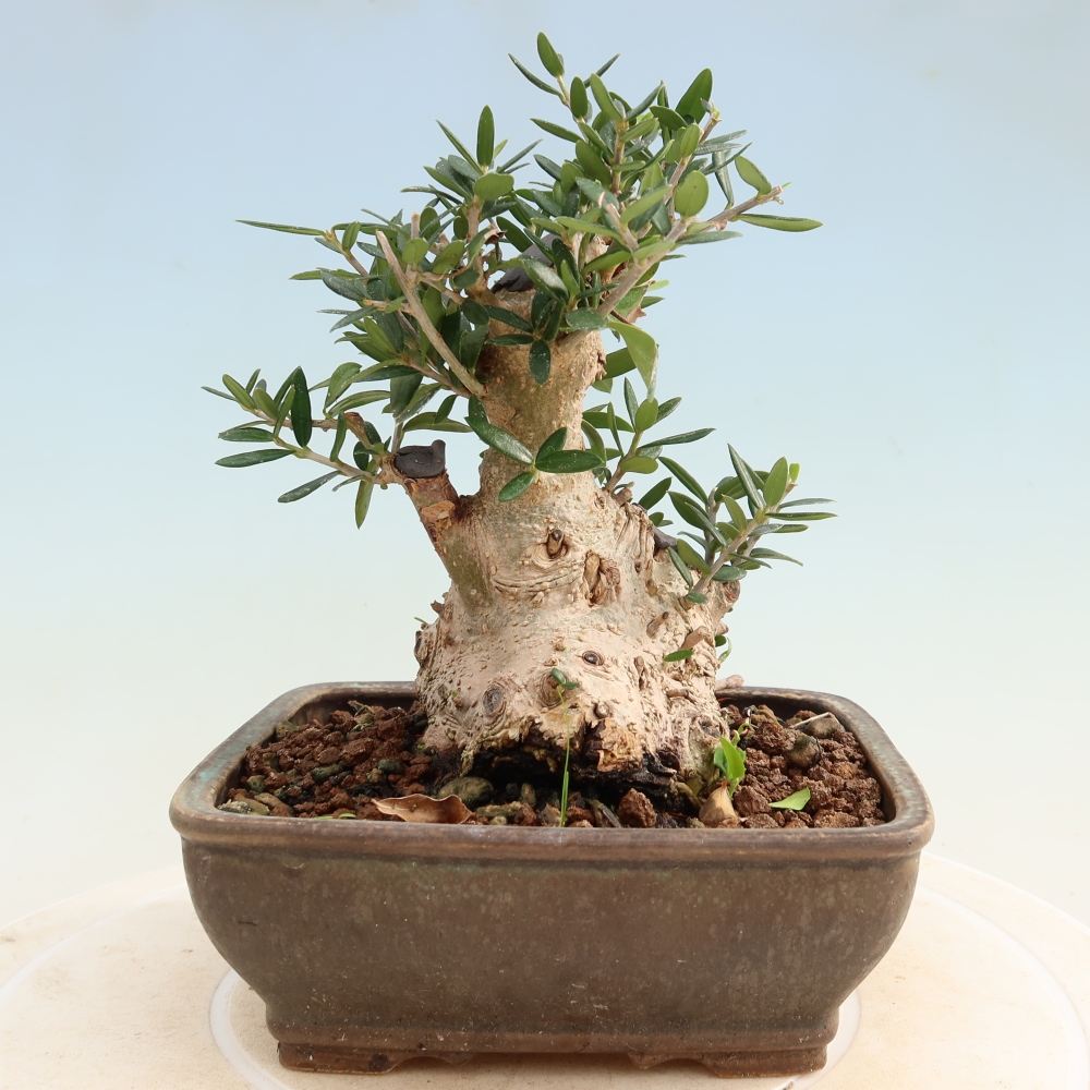 Bonsaï d'intérieur - Olea europaea sylvestris