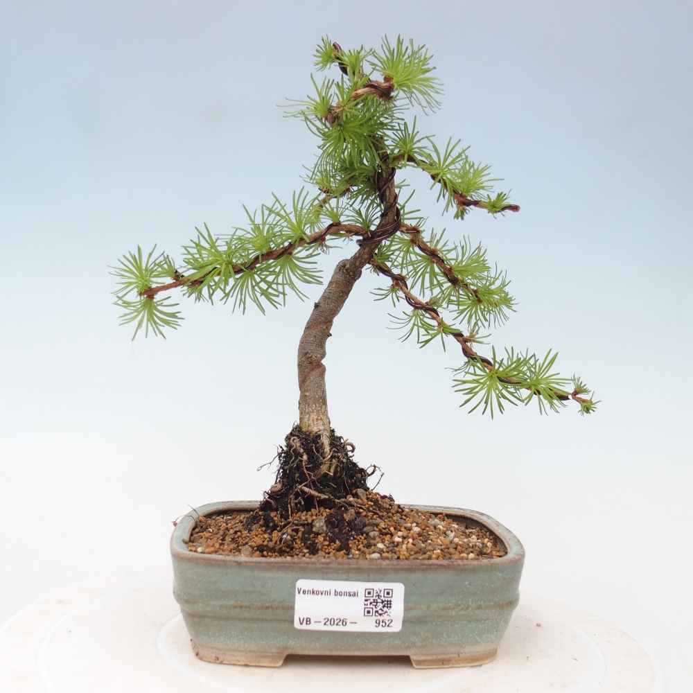 Bonsaï d'extérieur - Larix Kaempferi - Mélèze du Japon