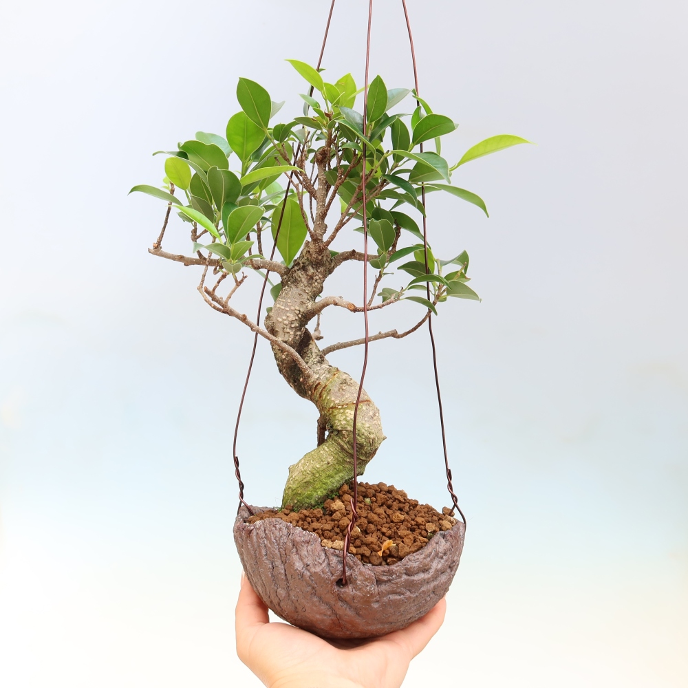 Kokedama en céramique - ficus à petites feuilles - Ficus kimmen