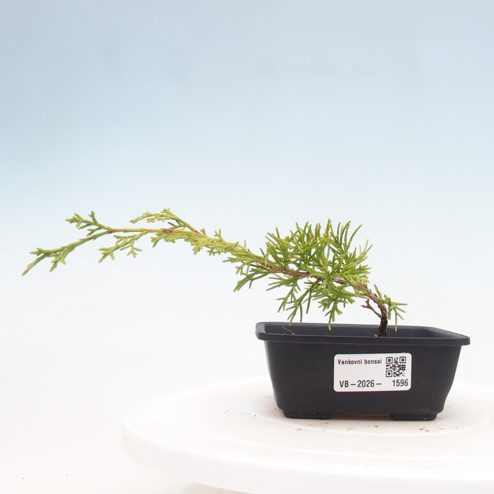 Bonsaï d'extérieur - Juniperus chinensis Itoigawa