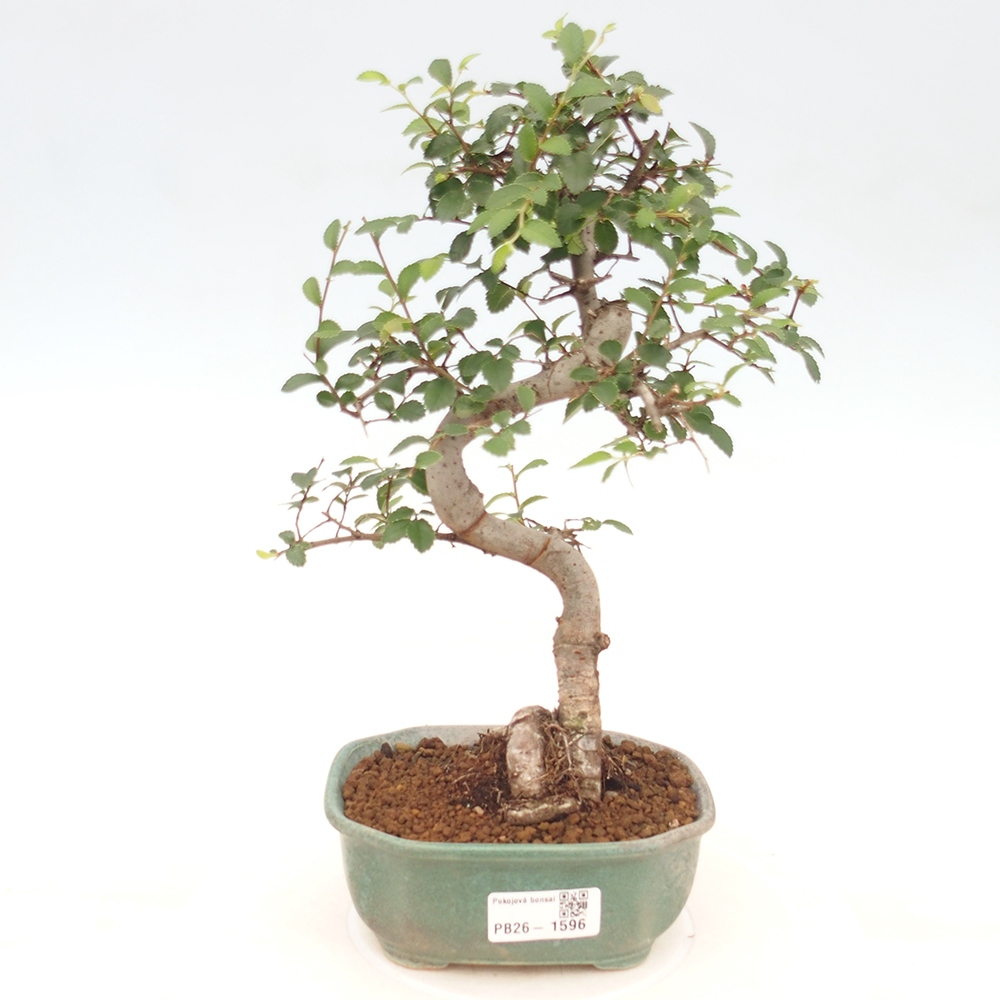 Bonsaï de chambre - Ulmus parvifolia - Orme à petites feuilles