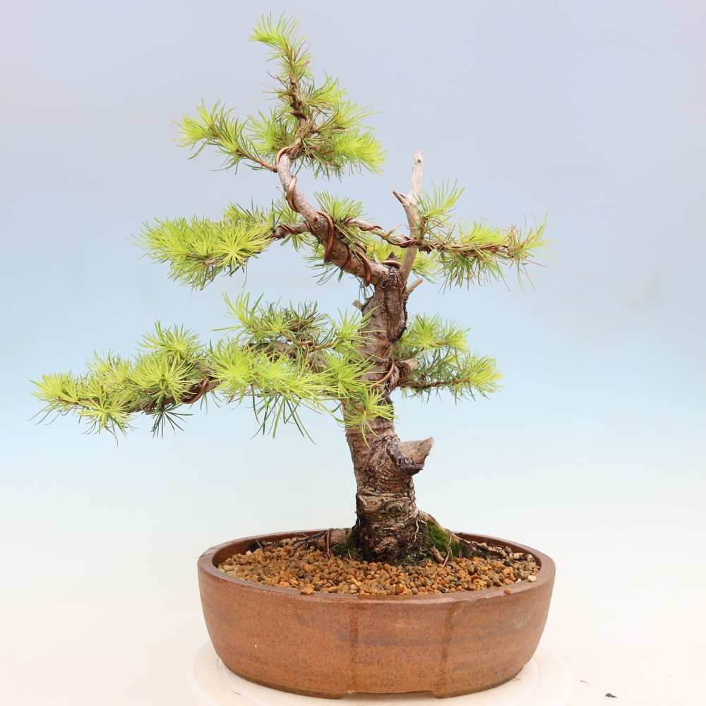 Bonsaï d'extérieur -Larix decidua - Mélèze