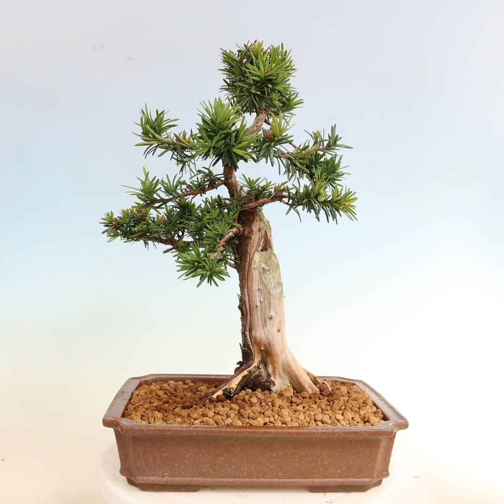 Bonsaï d'extérieur - Taxus cuspidata - If japonais