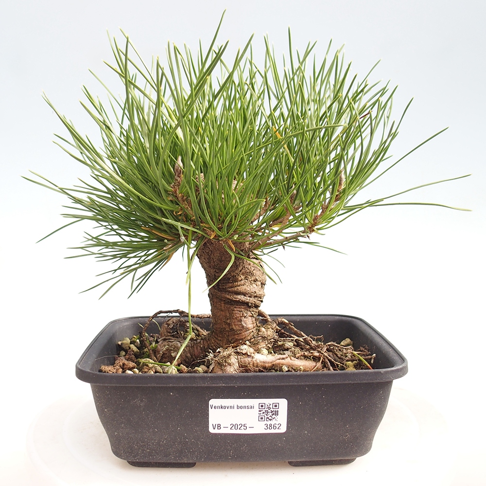 Bonsaï d'extérieur - Pinus thunbergii - Pin de Thunberg