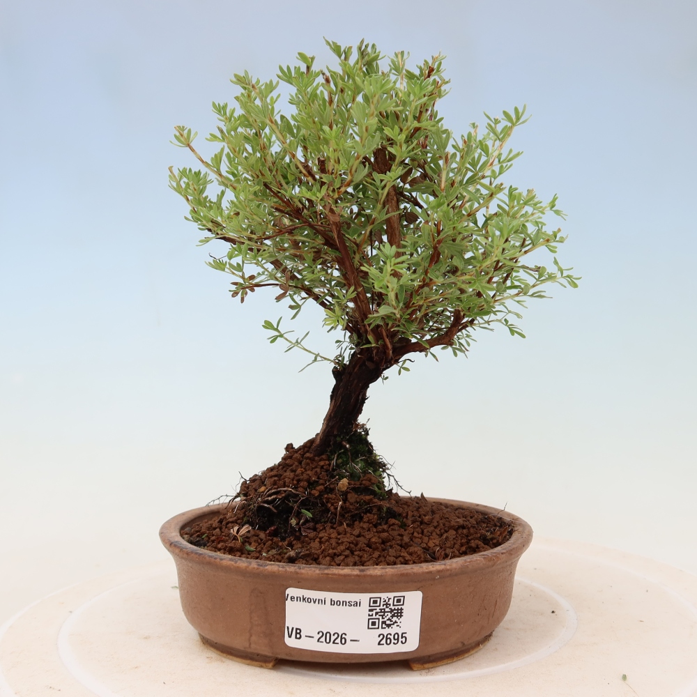 Bonsaï d'extérieur - Potentille arbustive - Potentilla fruticosa Goldkissen