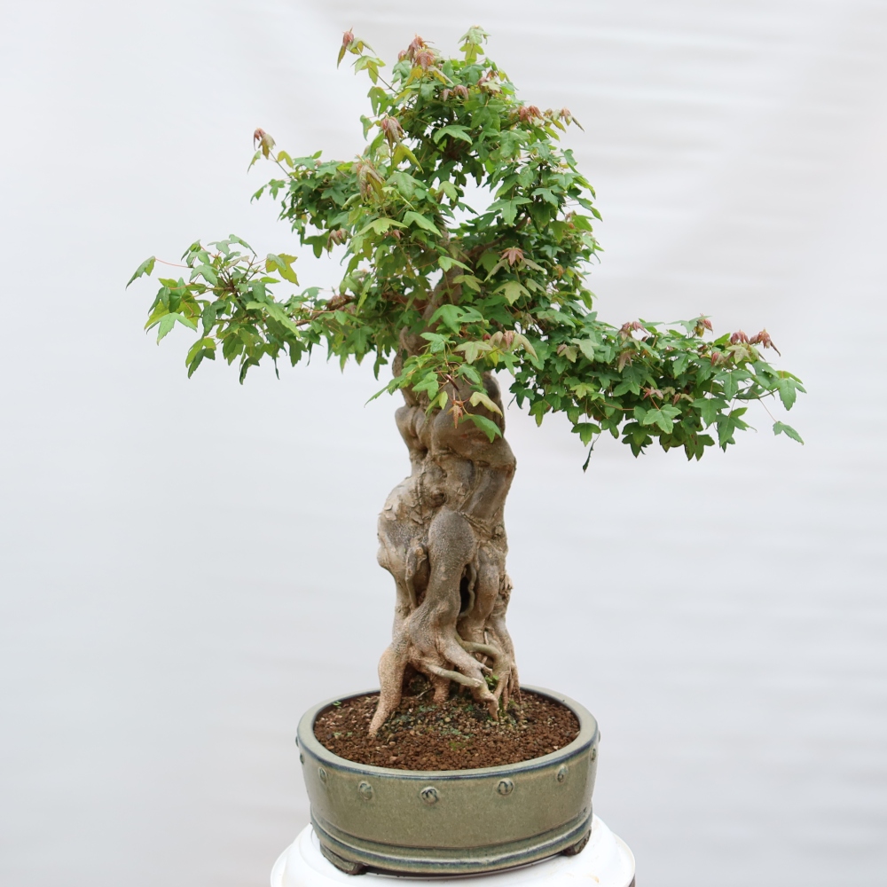 Bonsaï d'extérieur - Maple Burger - Acer Burgerianum