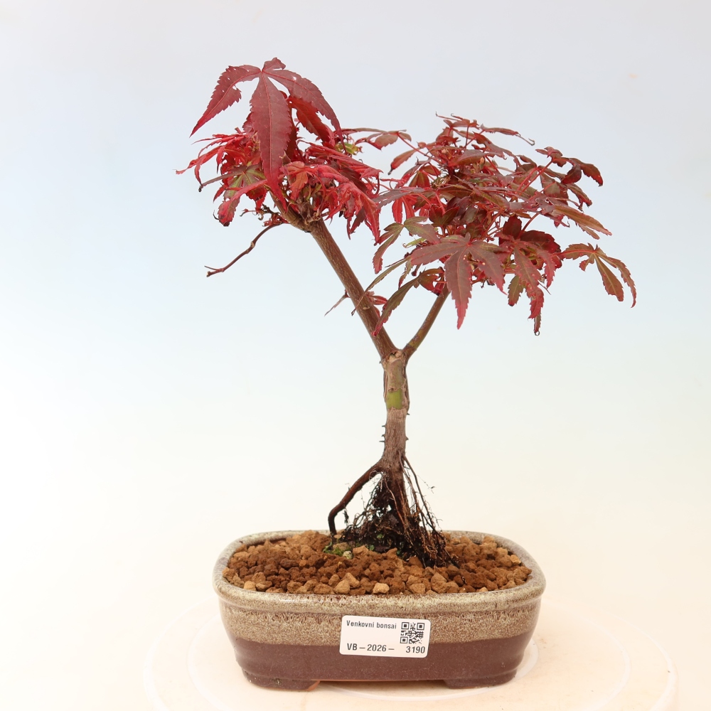 Bonsaï d'extérieur - Érable palmatum  - Acer palmatum Berry Broom 