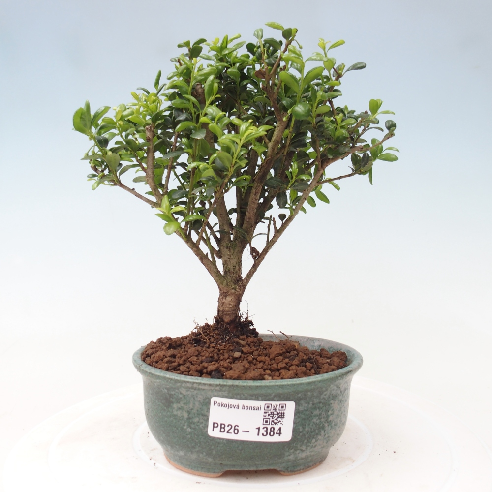 Bonsaï de chambre - Ilex crenata - Houx