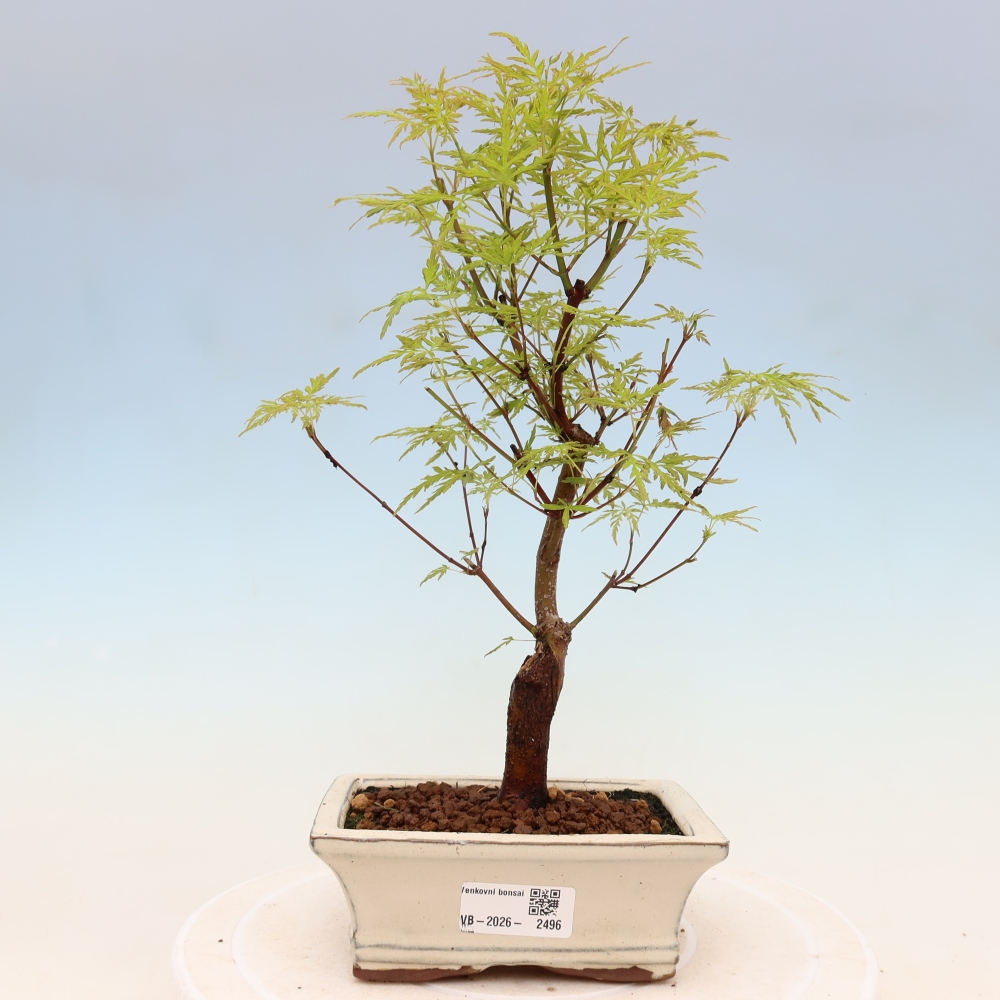 Bonsaï d'extérieur - Acer palmatum Dissectum