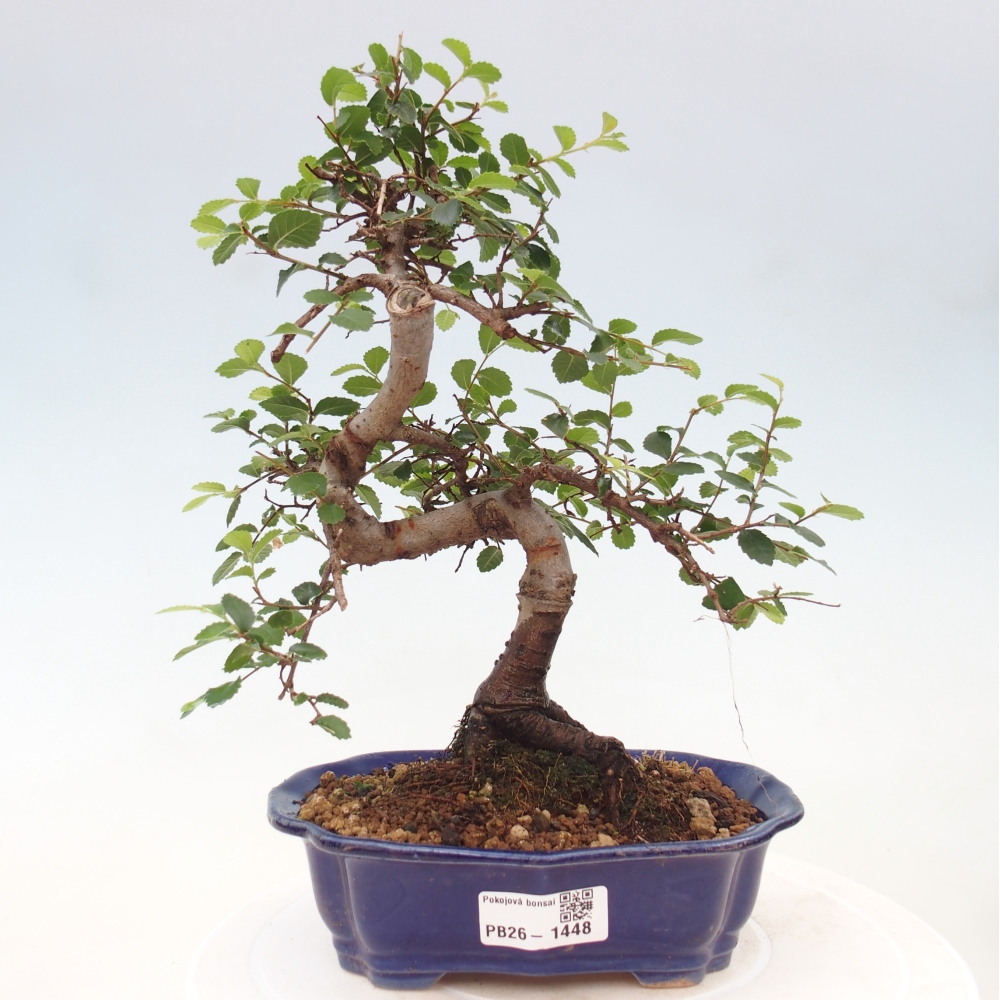 Bonsaï de chambre - Ulmus parvifolia - Orme à petites feuilles