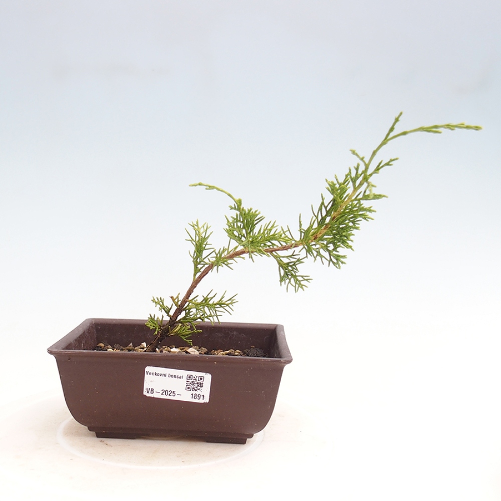 Bonsaï d'extérieur - Juniperus chinensis Itoigawa