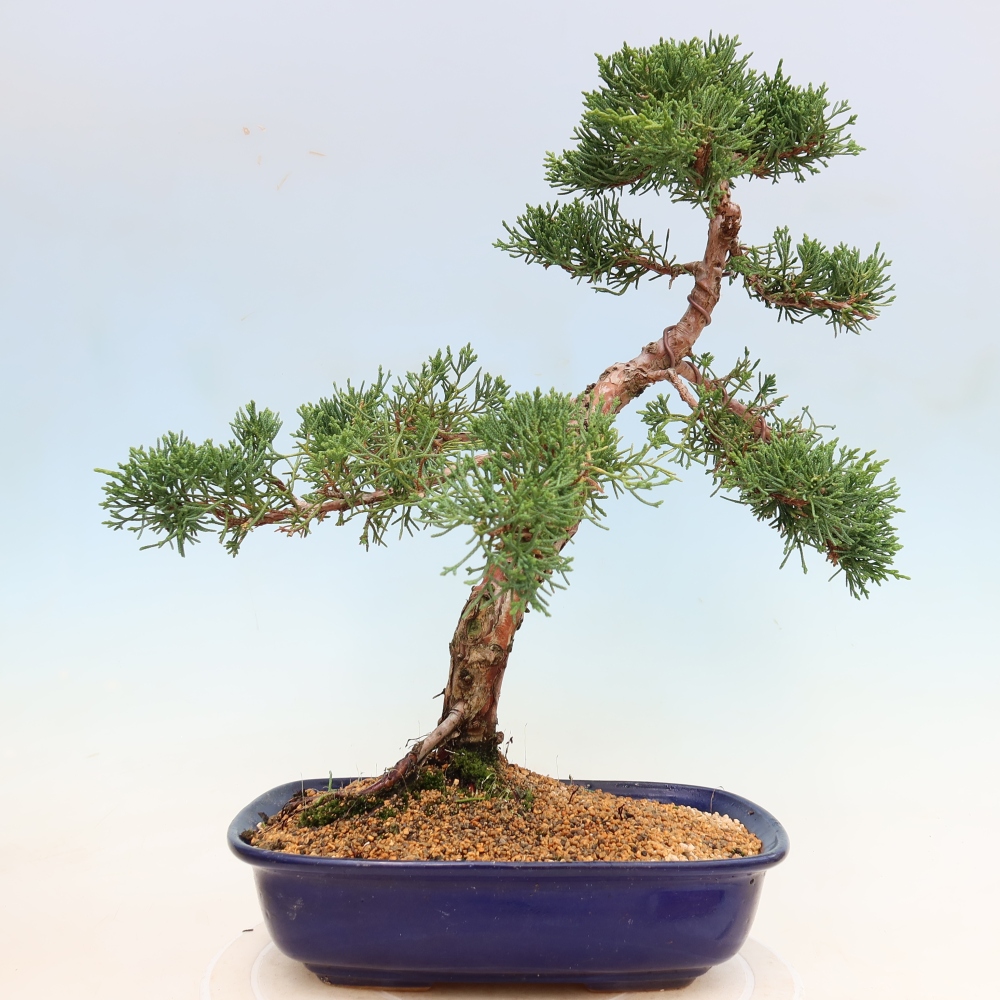 Bonsaï d'extérieur - Juniperus chinensis Kishu