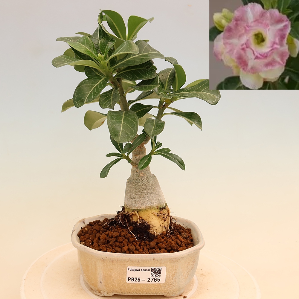 Bonsaï d'intérieur - Adenium obesum greffé V.F.S.412  - Rose du désert