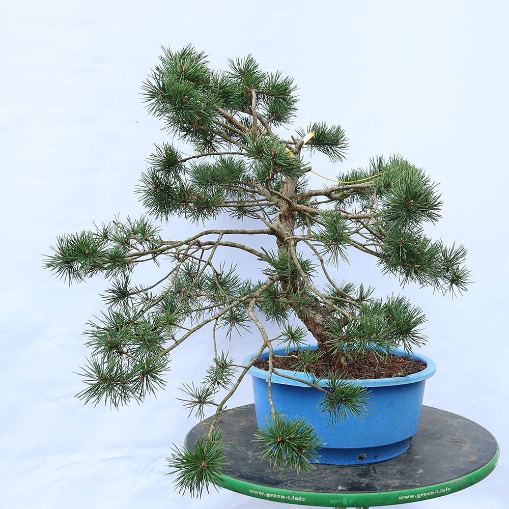 Pinus sylvestris Espagne - pin sylvestre