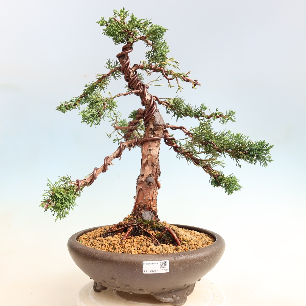 Bonsaï d'extérieur - Juniperus chinensis Kishu