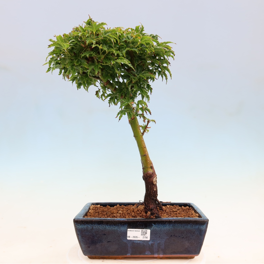 Bonsaï d'extérieur -Javor palm Acer palmatum Shishigashira