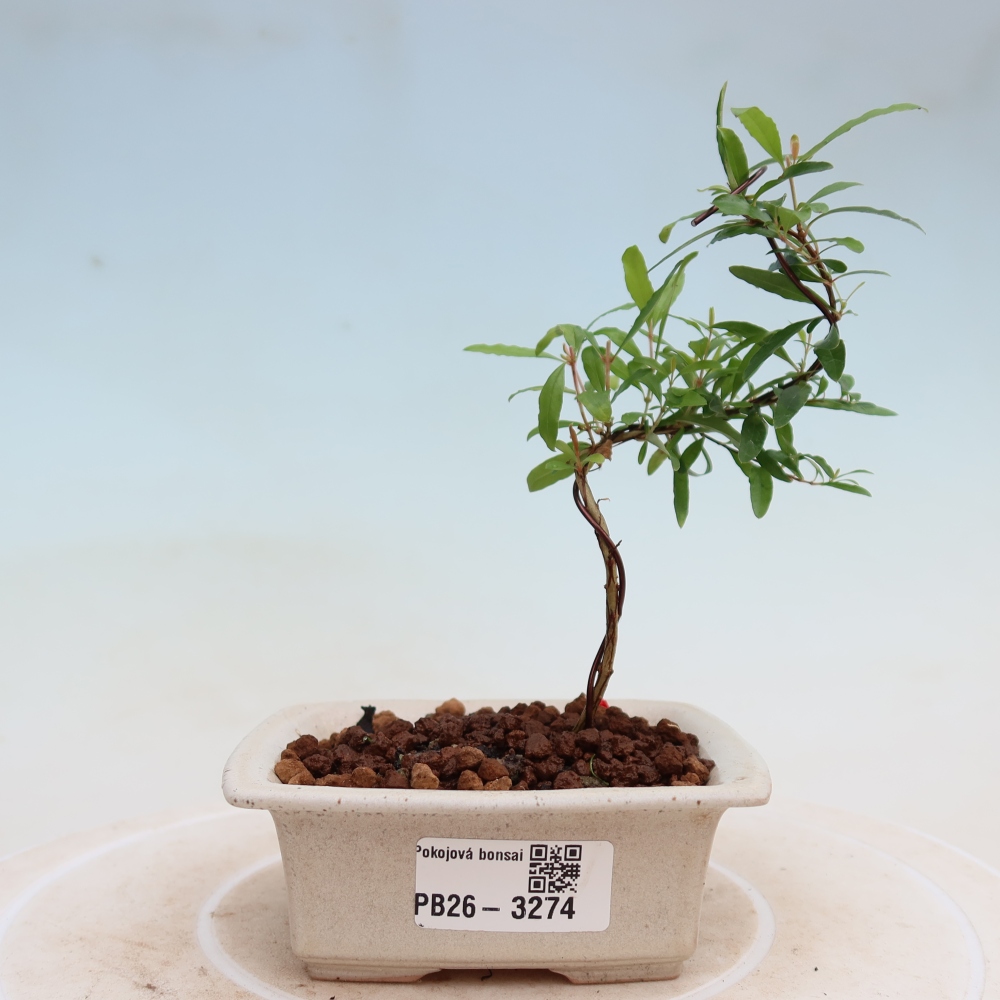 Bonsaï de chambre-PUNICA granatum nana-Pomme grenat