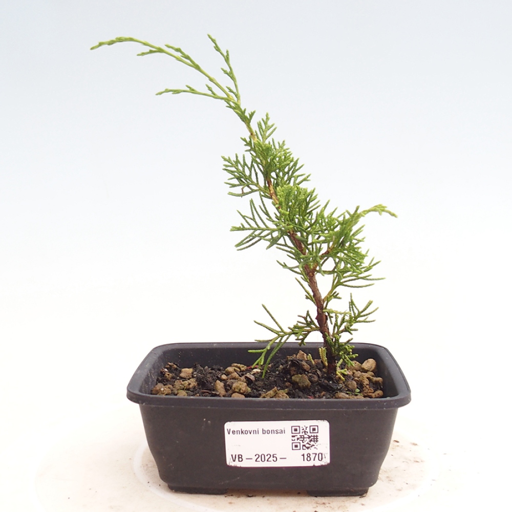 Bonsaï d'extérieur - Juniperus chinensis Itoigawa