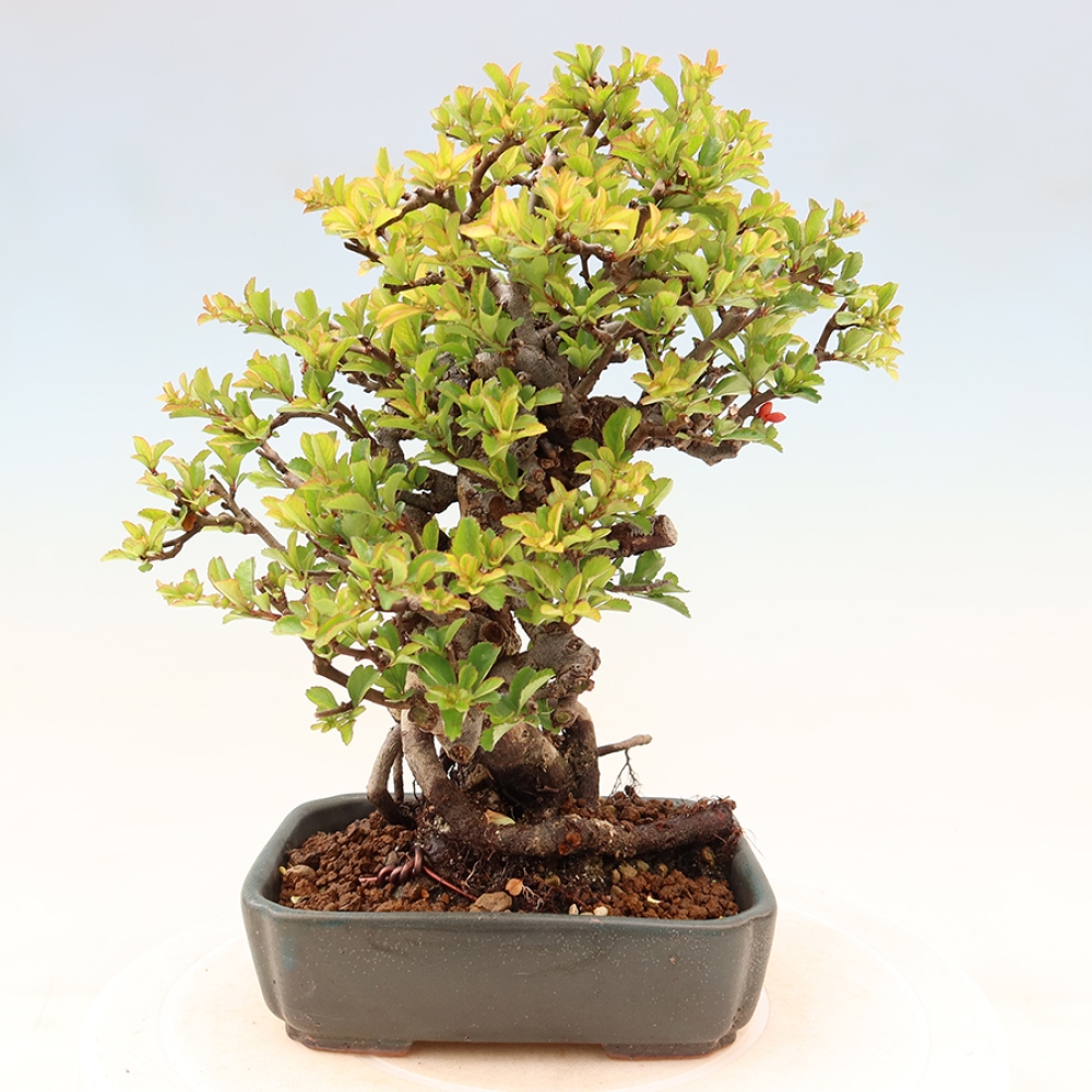 Bonsaï d'extérieur - Chaneomeles speciosa Chojubai