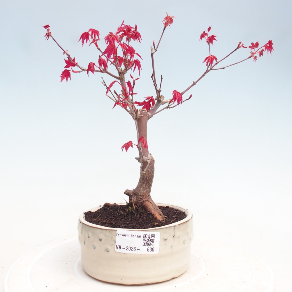 Bonsaï d'extérieur - Acer palmatum DESHOJO