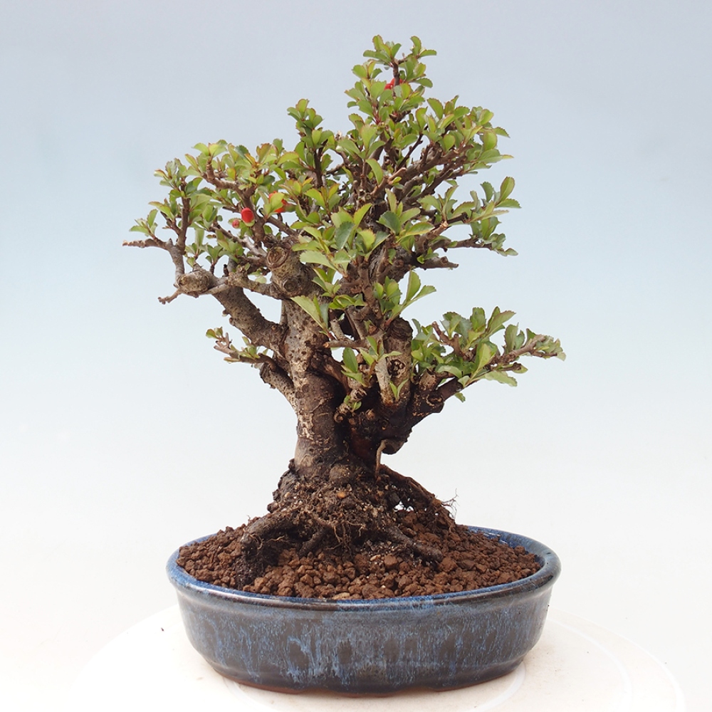Bonsaï d'extérieur - Chaneomeles speciosa - Coing