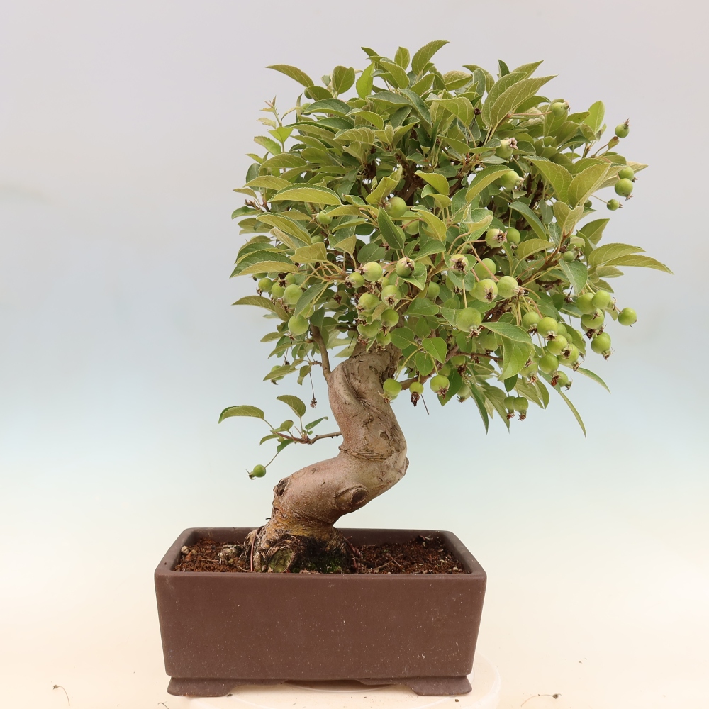 Bonsaï d'extérieur -Malus halliana - Pommier à petits fruits