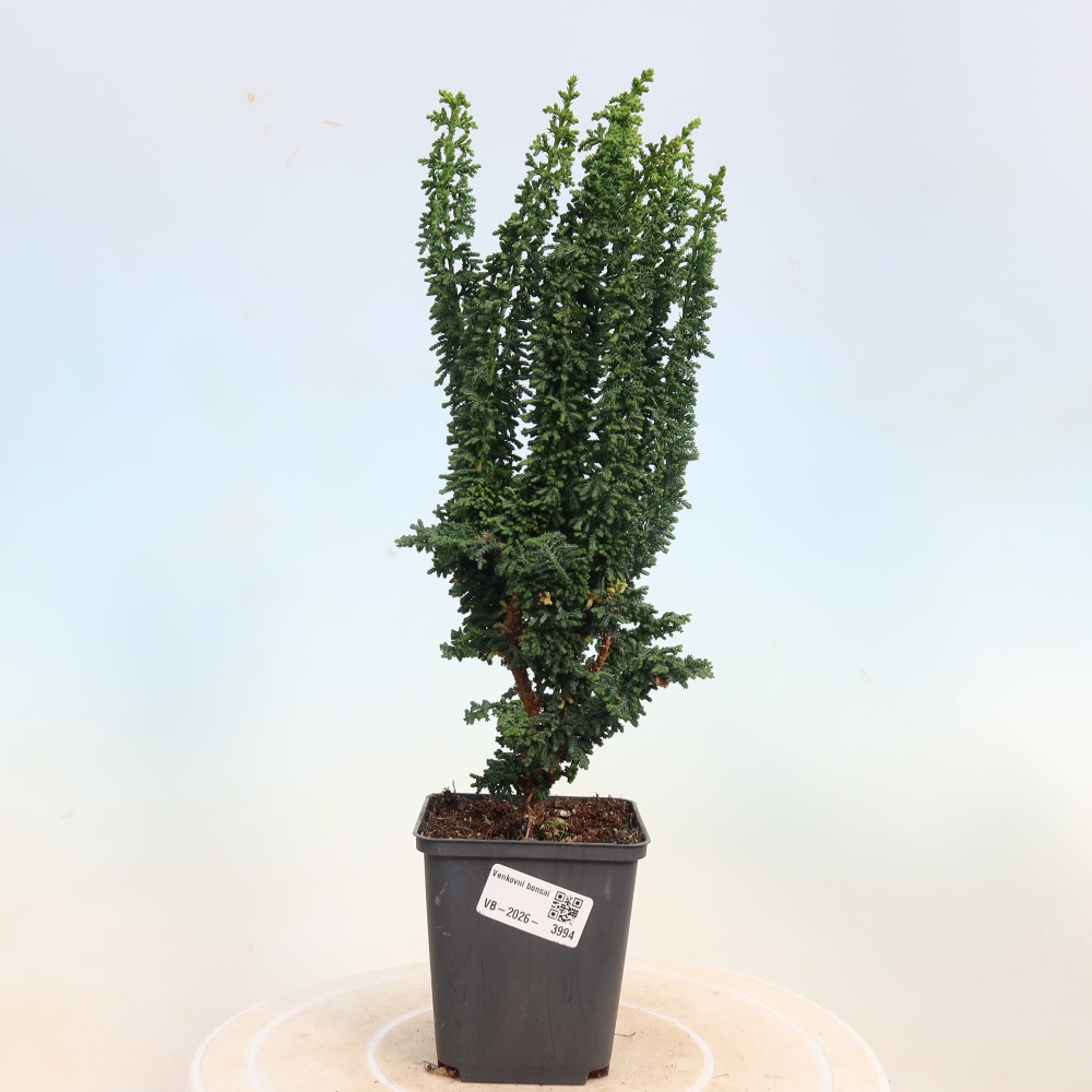 Bonsaï d'extérieur - Cham. obtusa SEKKA HINOKI - Cyprès