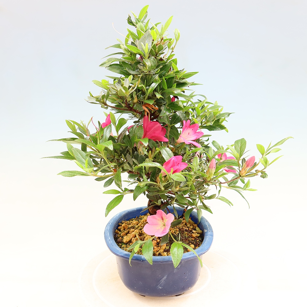 Bonsaï d'extérieur - Azalée japonaise - Azalea Reiko