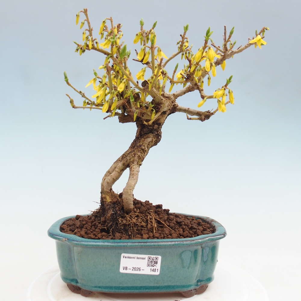 Bonsaï d'extérieur - Zlatice - Forsythia koreana