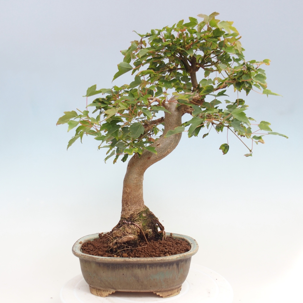 Bonsaï d'extérieur - Acer Buergerianum - Burger Maple
