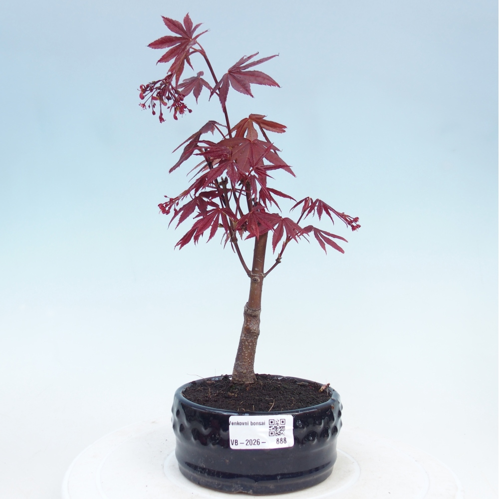 Bonsaï d'extérieur - Acer palm. Atropurpureum-Javor palmate