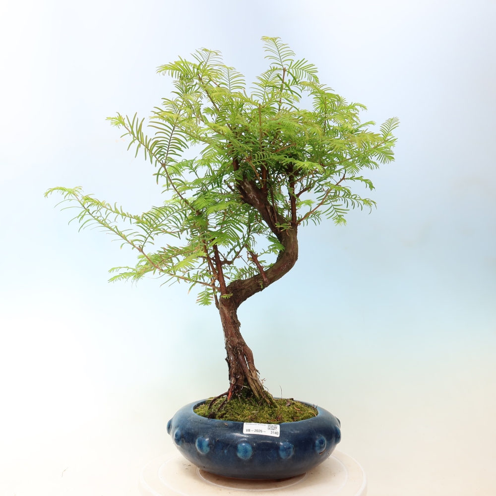 Bonsaï d'extérieur - Metasequoia glyptostroboides - Metasequoia chinois