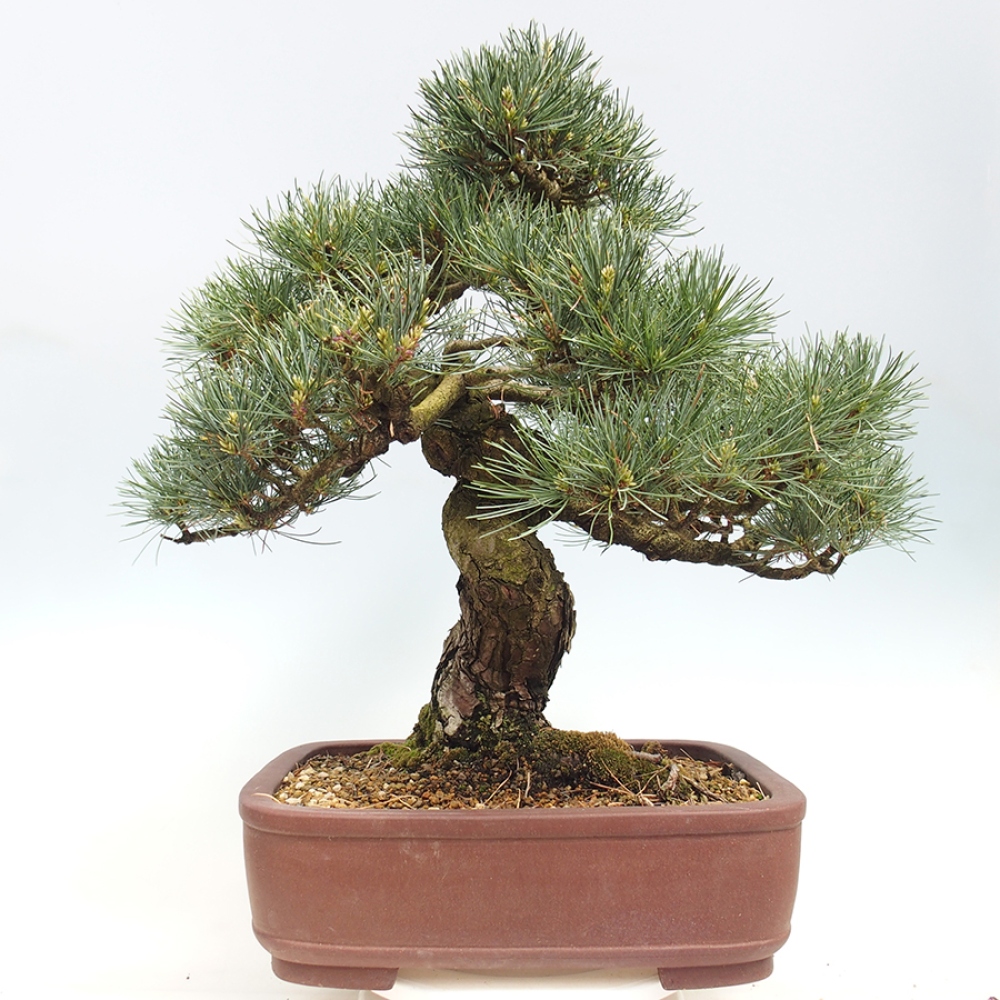 Bonsaï d'extérieur - Pinus parviflora - Pinus parviflora