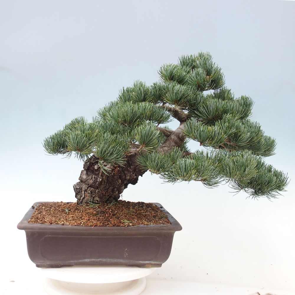 Bonsaï d'extérieur - Pinus parviflora - Pinus parviflora