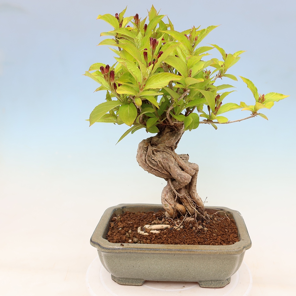 Bonsaï d'extérieur - Weigela subsessilis - Weigela de Corée