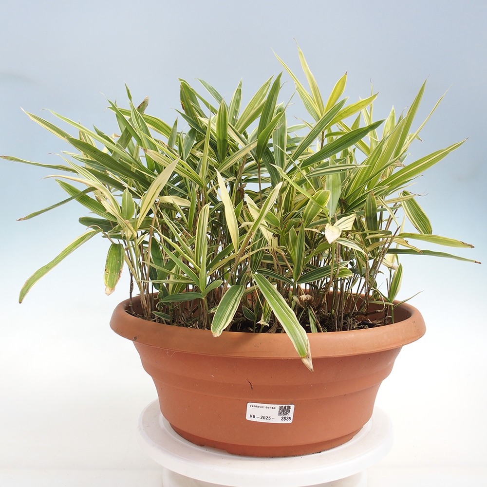 Bonsaï d'extérieur - Sasaella masamuneana Albostriata - Bambou