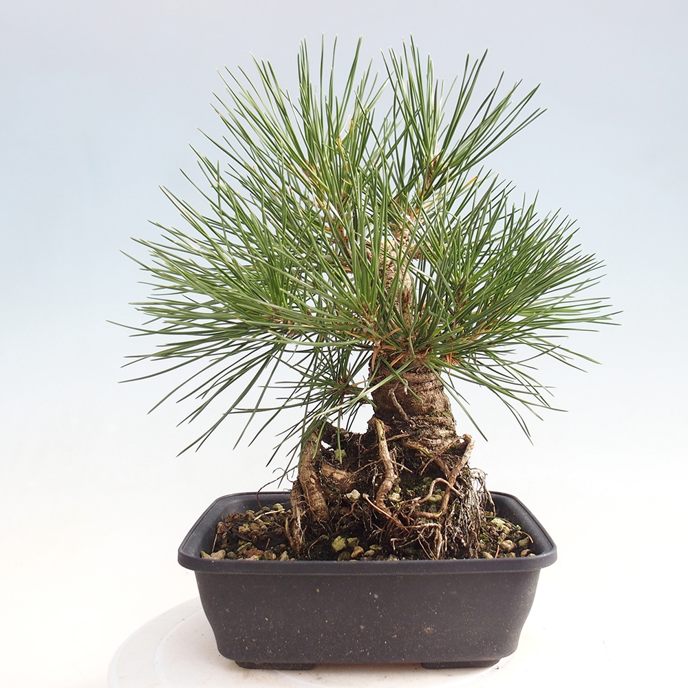 Bonsaï d'extérieur - Pinus thunbergii - Pin de Thunberg