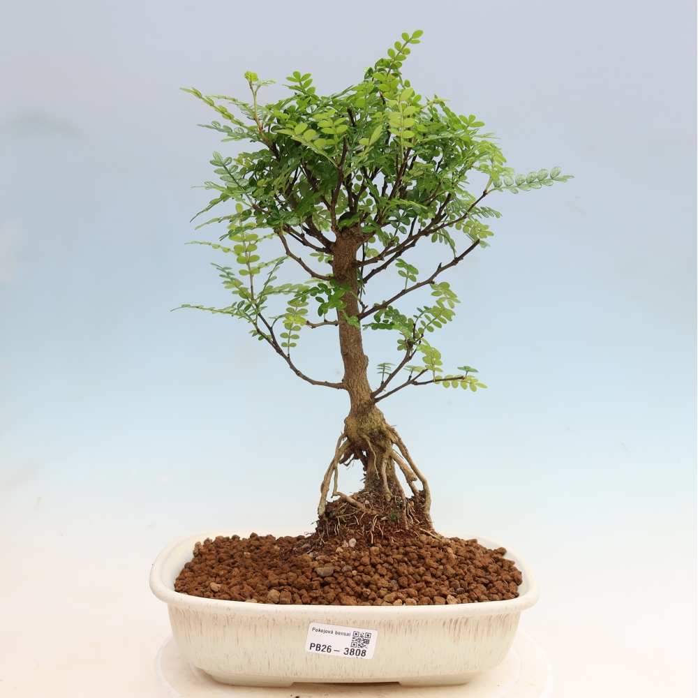 Salle bonsaï - Zantoxylum piperitum - arbre à poivre
