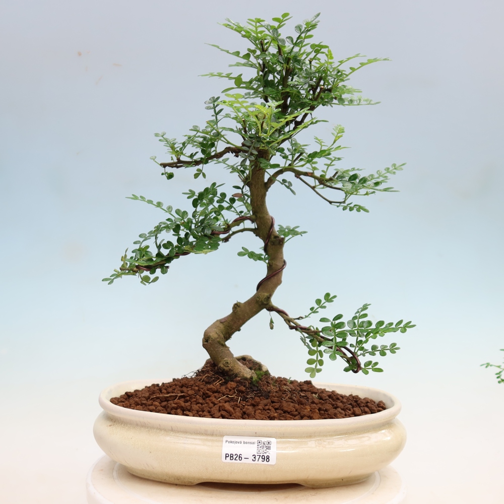 Salle bonsaï - Zantoxylum piperitum - arbre à poivre