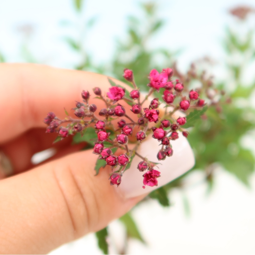Bonsaï d'extérieur - spirée du Japon - Spirea japonica Anthony Waterer