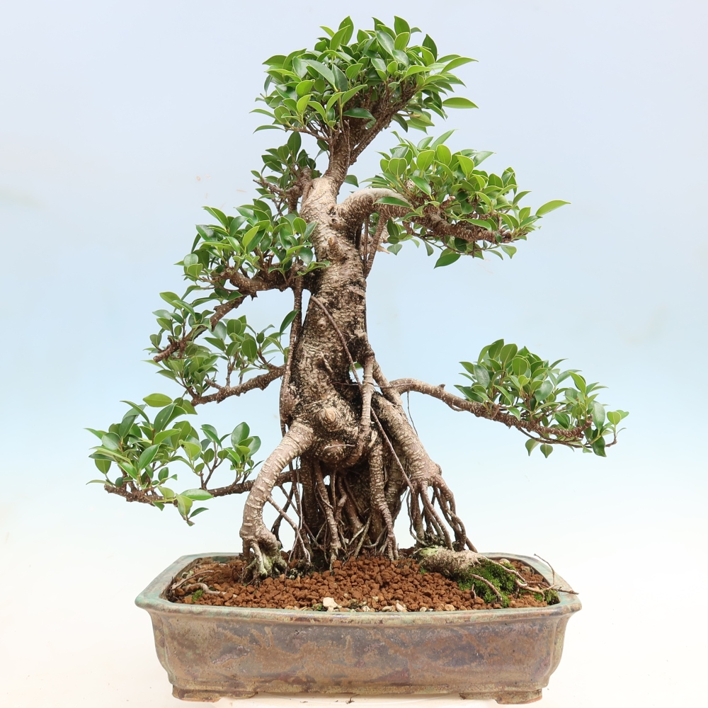 Salle bonsaï - Ficus kimmen - ficus à petites feuilles