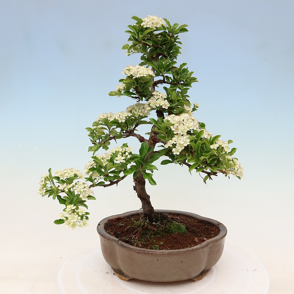 Bonsaï d'extérieur - Pyracantha teton - Pyracantha écarlate