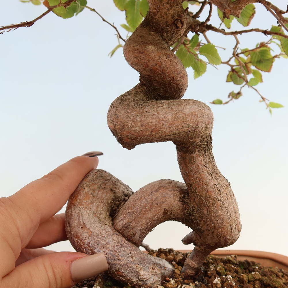 Bonsaï d'extérieur -Carpinus CARPINOIDES - Charme de Corée