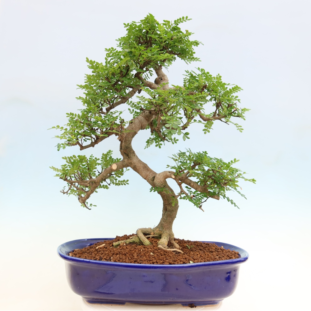 Salle bonsaï - Zantoxylum piperitum - arbre à poivre