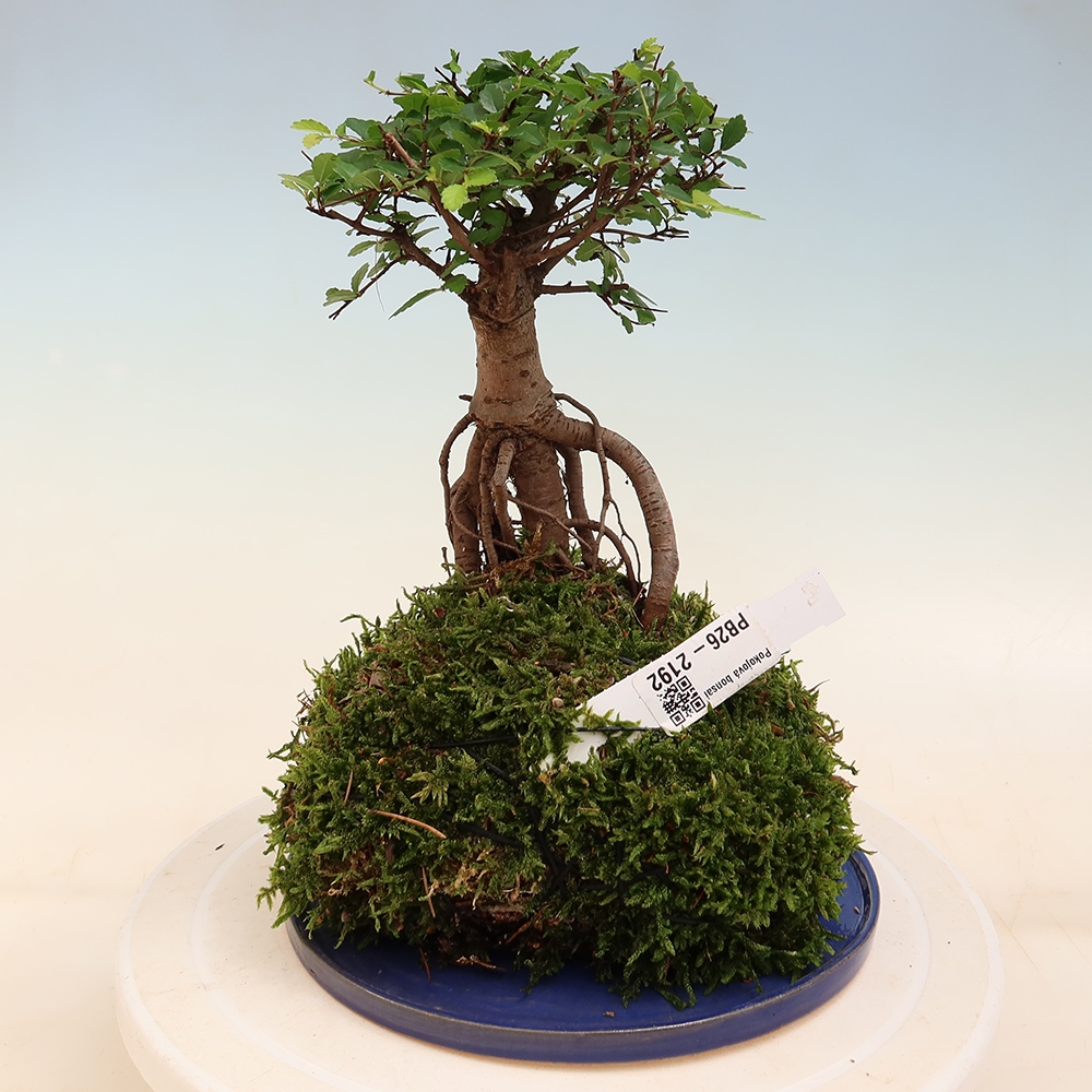 Kokedama avec soucoupe - Ulmus parvifolia - orme à petites feuilles