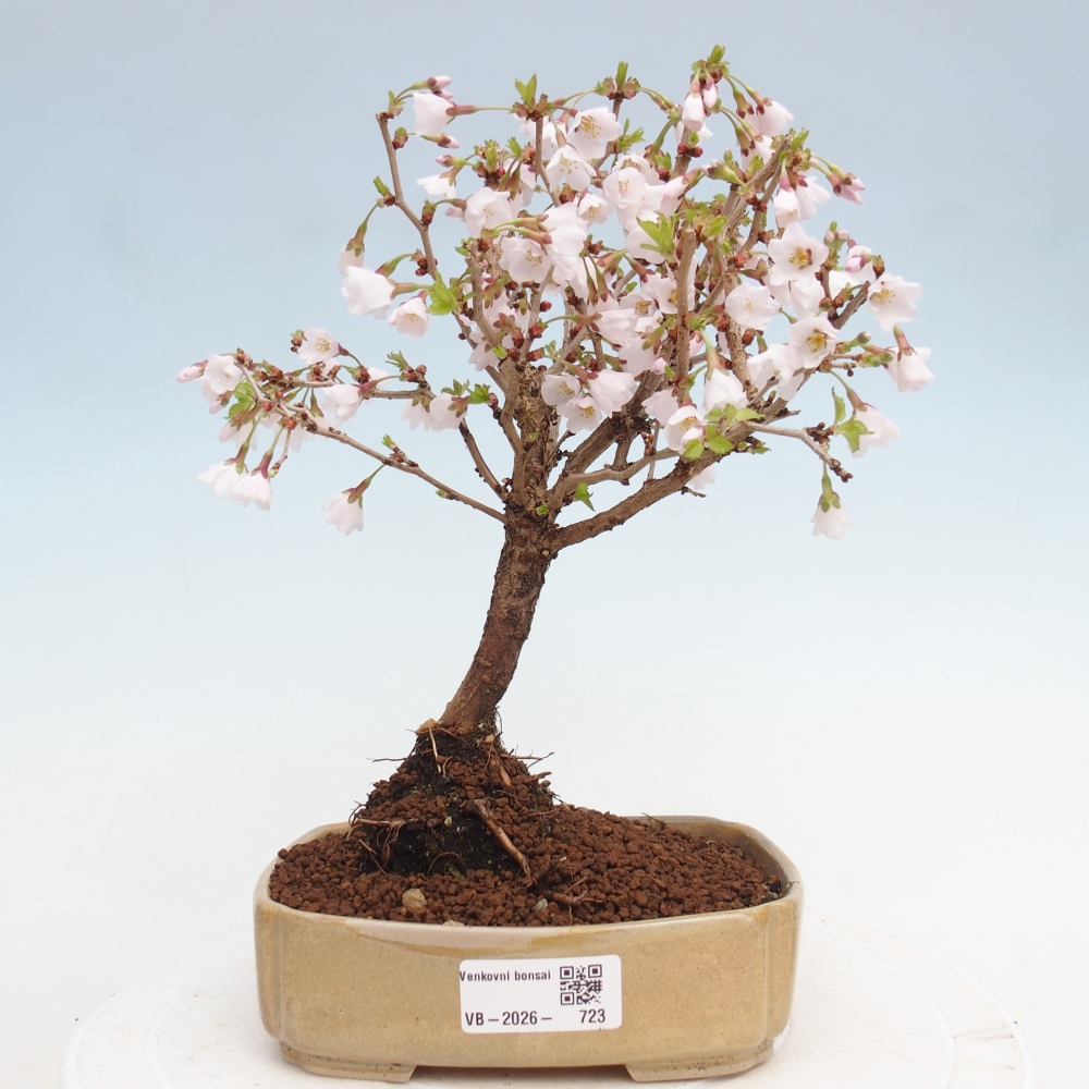 Bonsaï d'extérieur - Prunus incisa Kojou-no mai-Plivon découpé